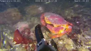 Gladus does... night dive off Portland Island