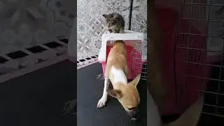Aprendiendo a convivir😆