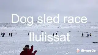 Greenland Dogsled race