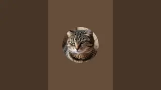 Cat Bombastic Aura ☠️ is live