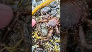 A touchy Olive Squat Lobster (Galathea squamifera). Can't say I blame it. County Clare, Ireland.