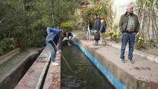 Trout Fish
