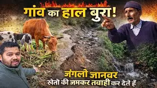 सिनोडा के पास सड़क धस गई | गांव में जानवरों ने खेती खराब करी हुई है 