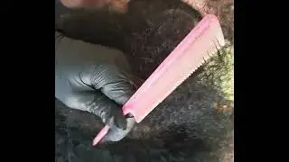 ASMR dandruff check on my natural hair/ scratching with gum cracking 