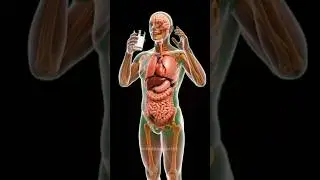 Inside Your Gut: 3D Animation of Milk🥛Digestion #digestivehealth #digestiveprocess  #digestive