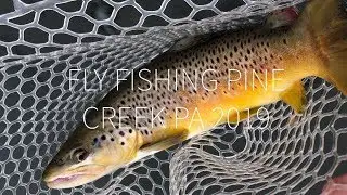 Fly Fishing Pine Creek PA 2019