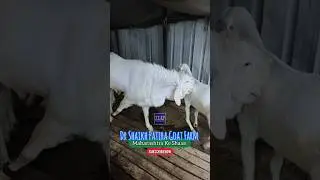 Maharashtra Ke Shaan Dr Shaikh Patira Goat Farm Shirdi Subscribe Now #iluentertainment #trending #yt
