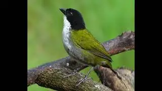 Black-headed Brushfinch - Arremon atricapillus