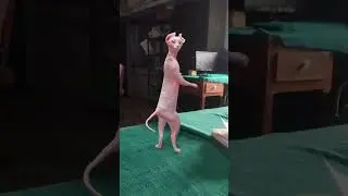 Cat Dance Vibes: Too Cute to Miss!
