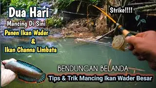 DUA HARI ‼️ MANCING DI SUNGAI  & CARA MANCING WADER  BABON SUSAH DI PANCING AIR JERNIH