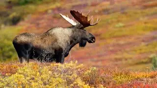 When Is Alaska Day 2024 in Alaska? Alaska Day 2024 in the United States
