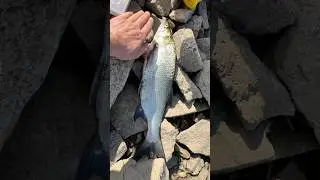 Good catch! Хороший улов! #рыбак #рыбалка #спиннинг #fishing #angeln #bigfish #nicecatch #asmrnature