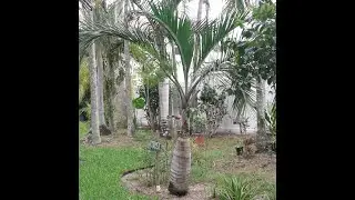 PS92 - Spear Palm Tree with Seed Bract in the Dougherty Garden - July12, 2025