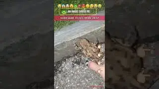 #cute #frog #animals #help
