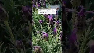 How to choose the right type of lavender