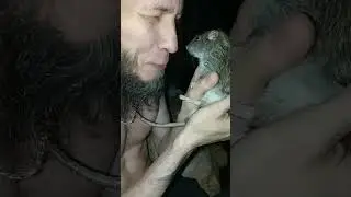 Как залюбить дикого крыса. 🙄 Пасюк Мех. 😘 #приют #животные #крысы #дикиекрысы #крысыросса #милота