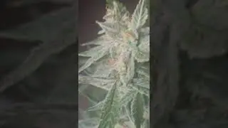 mephisto genetics Grape Dane Autoflower #everyone #cannabisgrowers @mephistogenetics