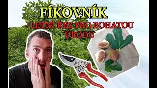 FÍKOVNÍK VE SKLENÍKU | NÁVOD NA LETNÍ ŘEZ FÍKOVNÍKU PRO VELKOU ÚRODU FÍKŮ | na co si dát pozor!