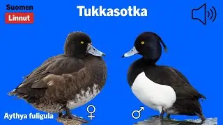 Tukkasotka - Aythya fuligula - Tufted Duck - vigg - AYTFUL
