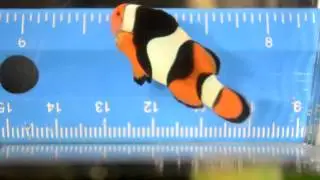 Premium Onyx Clownfish