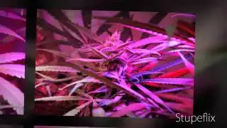 Blueberry Haze Slideshow