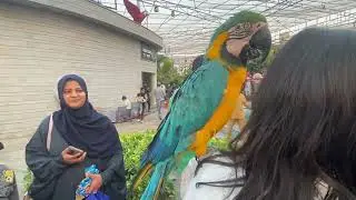 Chirpy park an indoor bird watching facility at Bahria town Karachi Pakistan