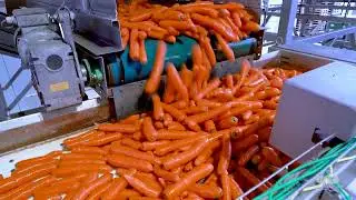 Carrot Line