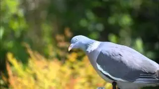 Birds in spring  garden 2015 with Pure Land Chant &ldquo;Namo Amituofo&rdquo;