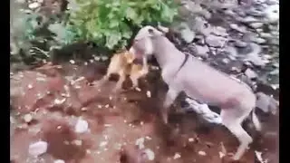 EL BURRO Y EL FIRU...ORIGINAL (DONKEY VS DOG⚡️)