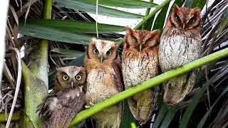 Tropical Screech-owl family in Brazil