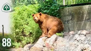 Day 107 | Bear Sighting! 🐻 Bear Mountain Zoo | Appalachian Trail (AT) Thru Hike 2021