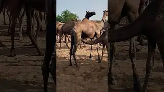 Milking a Camel: The Ultimate Desert Drink? #shorts