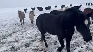 Stone Crows Herd: Holiday Countdown & Spring Surprises Ahead! II Horse II Rocking M Quarter Horses
