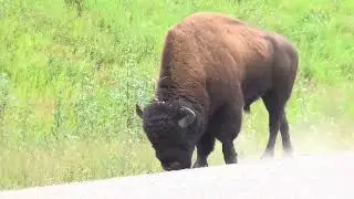 Nature File Episode 005: Bison of the North | 4K Wildlife Documentary