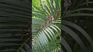 Watching a Lizard Shed Its Skin Is So Satisfying