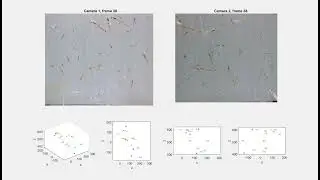 Antarctic krill (Euphausia superba) - stereo video with coordinates in 3D - 7