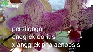 ANGGREK HYBRID DORITAENOPSIS SEHAT DAN MEKAR SEMPURNA