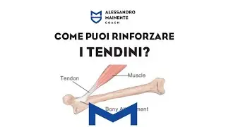 COME PUOI RINFORZARE I TENDINI??