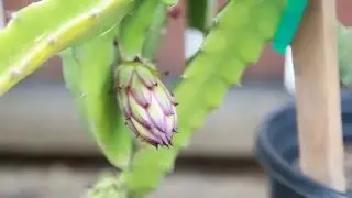 Let's Garden!: Red dragon fruit flower buds 6/27/15