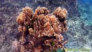 DIGMA DiCam 72C snorkling test
