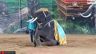 การแสดงน้องช้างที่ 