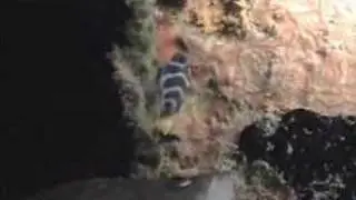 soapfish eats hamlet