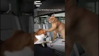 ofc, i can relate lol🤣😭 #fighting #cats #chips