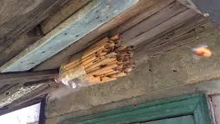 Вилетіли осмії (осмія руда) / Osmia rufa (red mason bee) hatch
