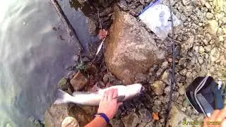 Fishing the Beaver River in Pennsylvania 8-19-18.  I only fished from 6:30 - 7:30 PM