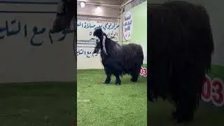 تيس عارضي خصم 