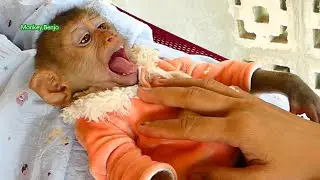Princess Haya yawning big mouth sleepy on warm mum's legs.