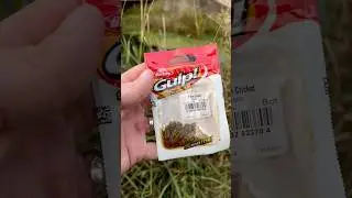 Gulp #berkleyfishing #crickets #troutfishing #fishing