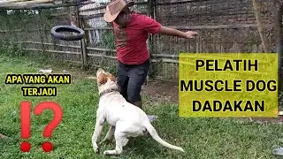 MENDADAK JADI PELATIH MUSCLE DOG SI PURBA PITBULL BIG SIZE XXL DI KANDANG ANJING MILIK PAK ADE GURU