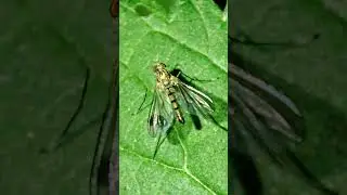 Sciapus &mdash; рід довгоногих мух родини Dolichopodidae